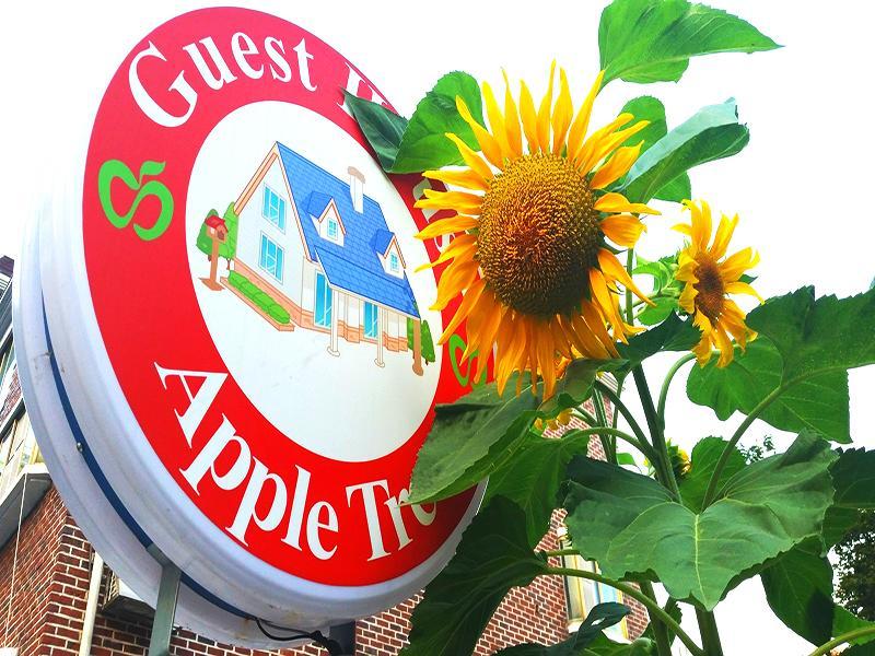 Apple Tree 2* Seoul