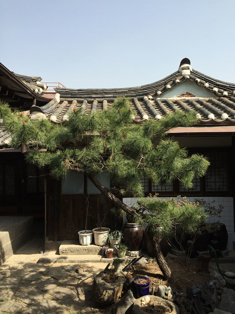 Sophia Hanok 2*