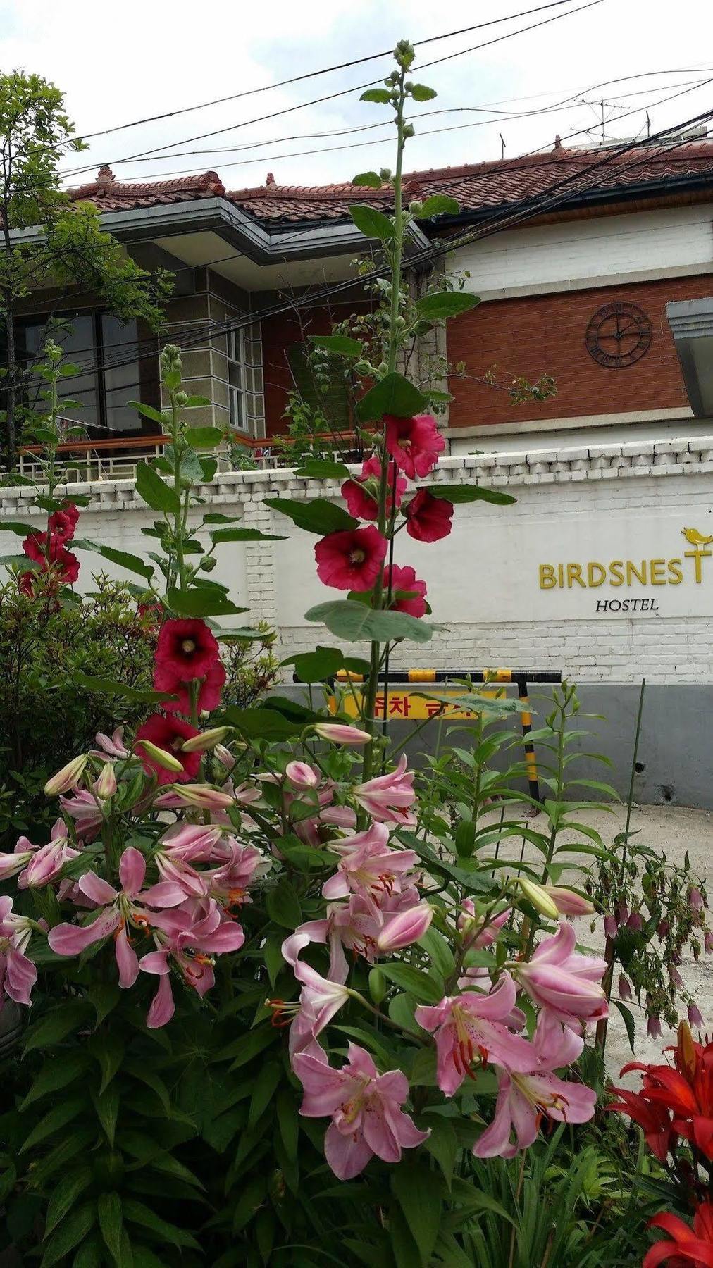 Birdsnest Hongdae Foreigner Only Seoul