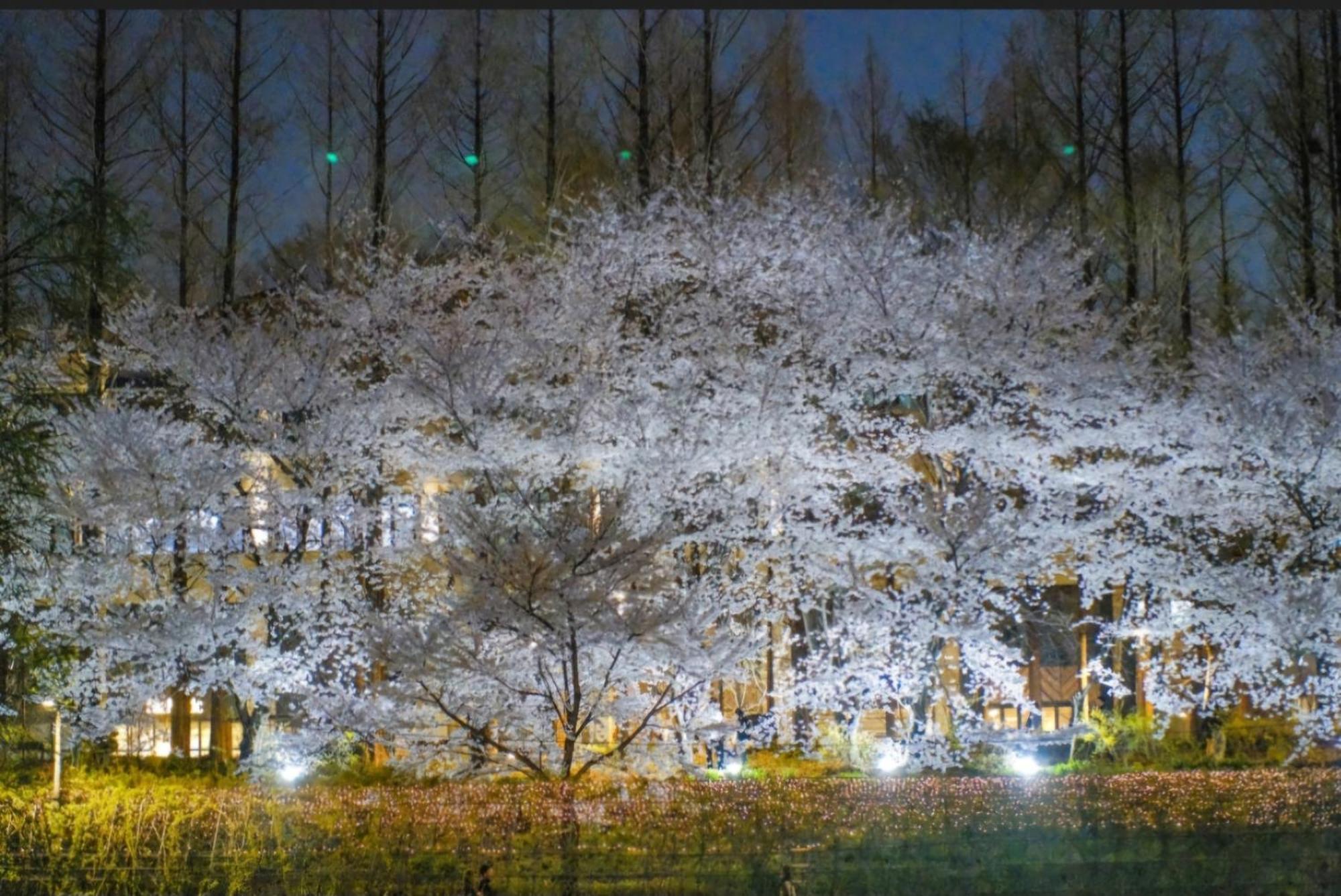 Hongdae Sky View Private Roof Garden House 2br 2qb 1ssb Free Wifi Starbucks Capsule 외국인전용 Villa